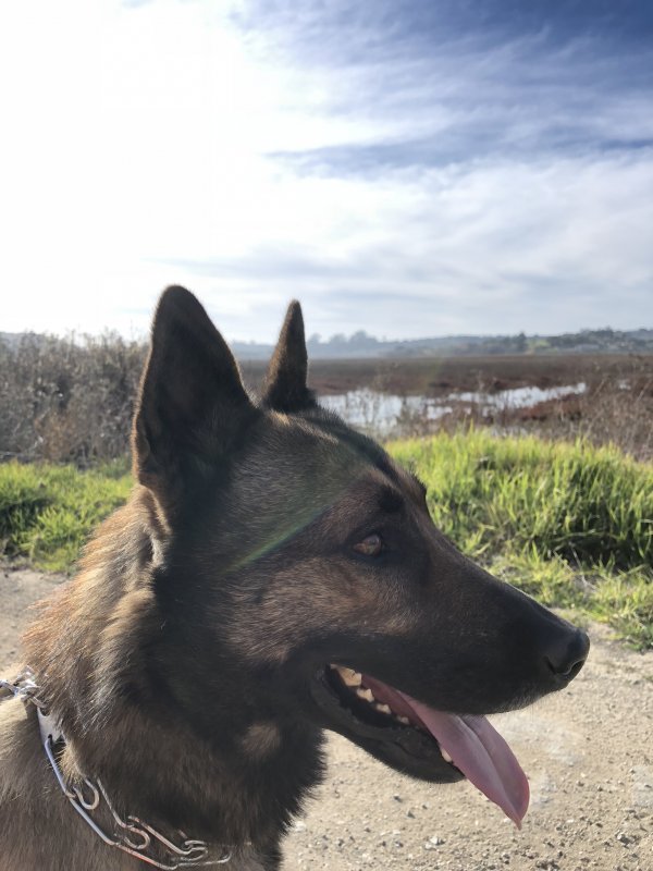 Safe German Shepherd Dog in Watsonville, CA