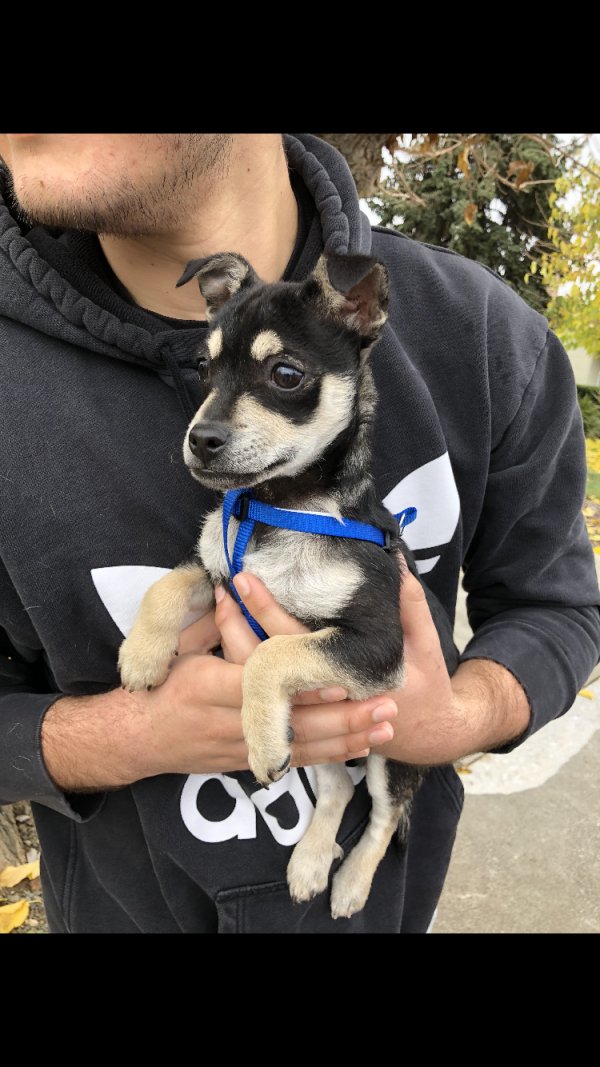 Safe Chihuahua in Pittsburg, CA