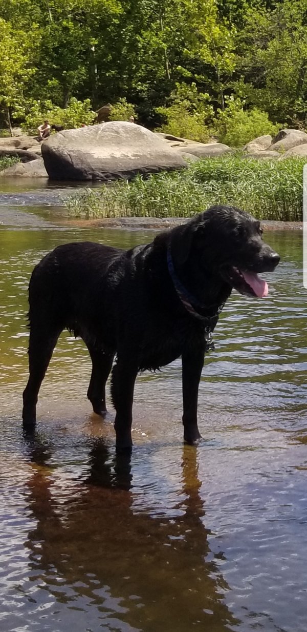 Safe Labrador Retriever in Richmond, VA