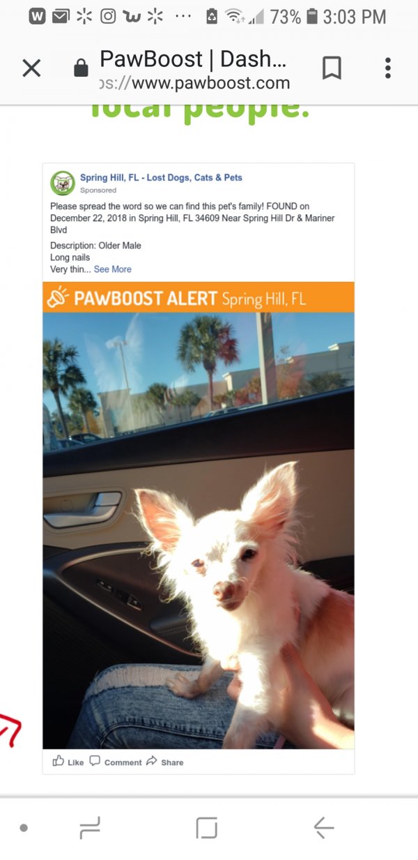 Safe Chihuahua in Spring Hill, FL