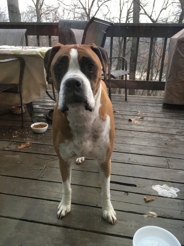Safe Boxer in Natrona Heights, PA