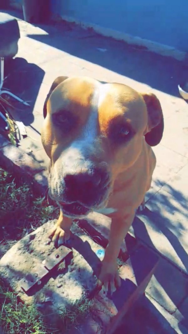 Safe English Bulldog in San Bernardino, CA