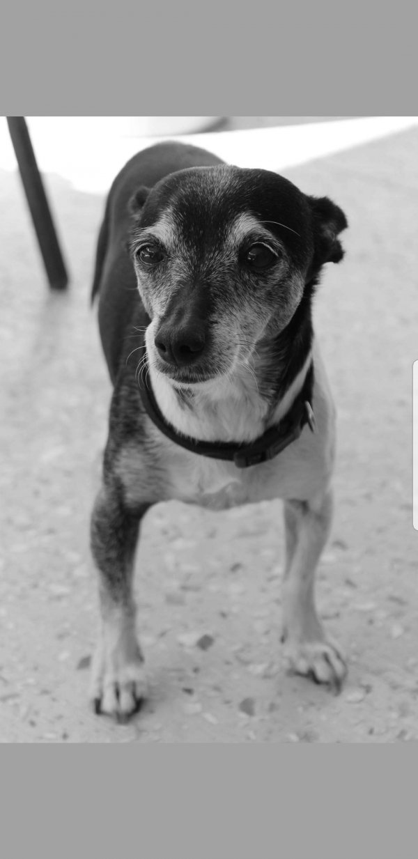 Safe Jack Russell Terrier in Boca Raton, FL