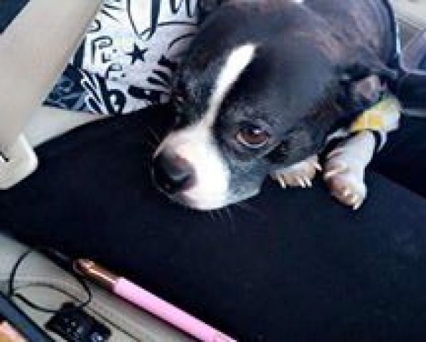 Safe Boston Terrier in Ocala, FL
