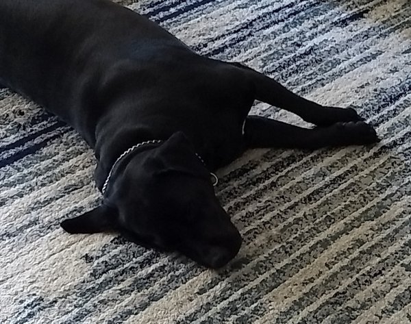 Safe Labrador Retriever in Ocala, FL