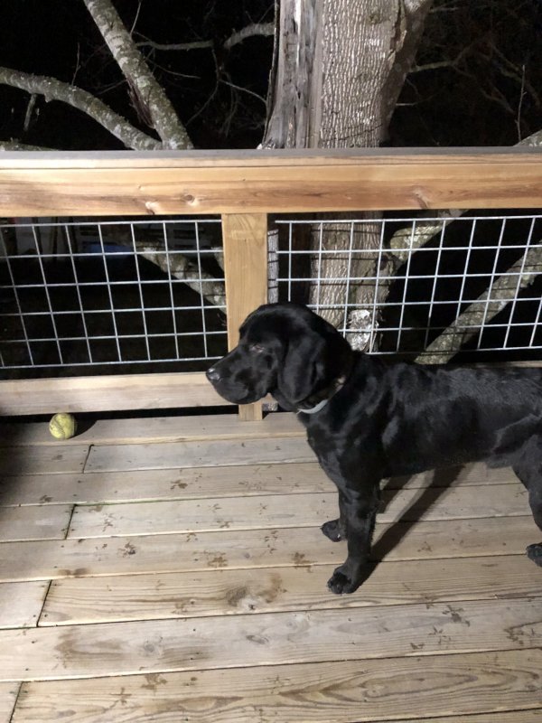 Safe Labrador Retriever in Searcy, AR