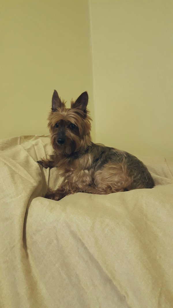 Safe Yorkshire Terrier in East Haven, CT