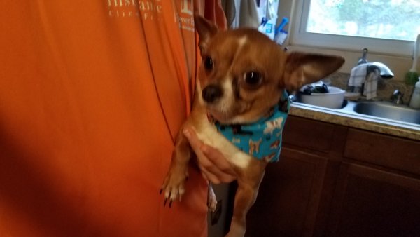 Safe Chihuahua in Saint Petersburg, FL