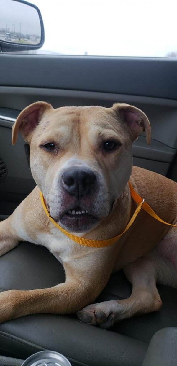 Safe Pit Bull in Fairfield, OH