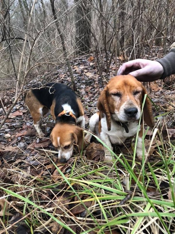 Safe Beagle in Smicksburg, PA