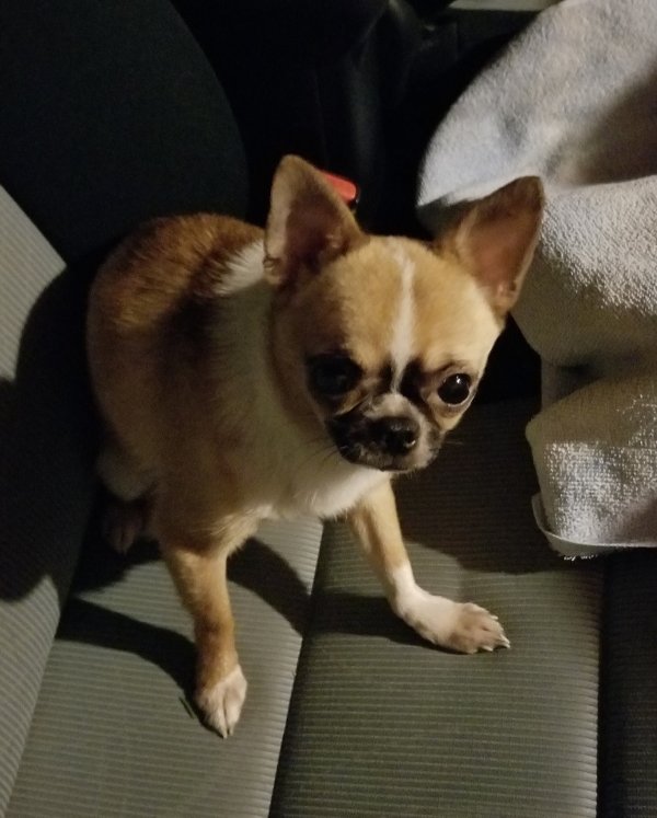 Safe Chihuahua in East Stroudsburg, PA