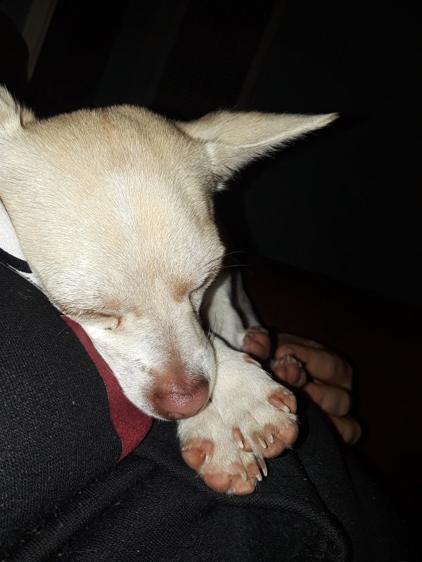 Safe Chihuahua in Bellflower, CA