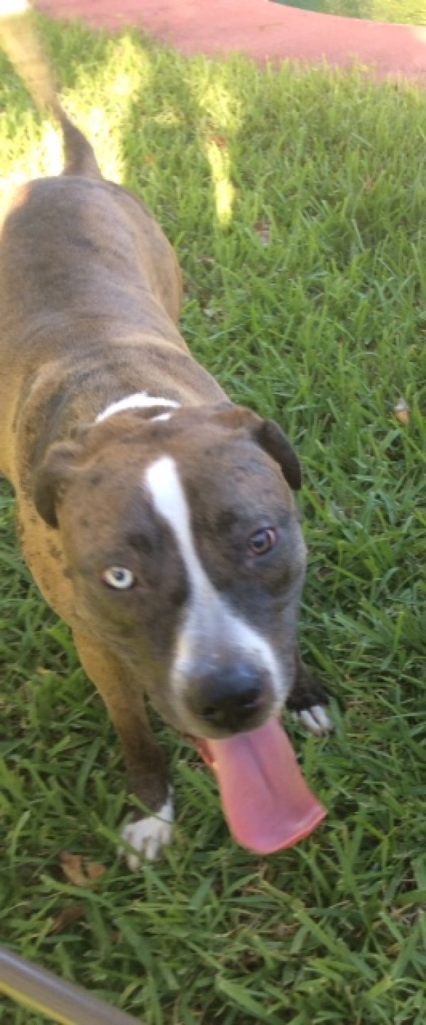 Safe American Bulldog in Largo, FL
