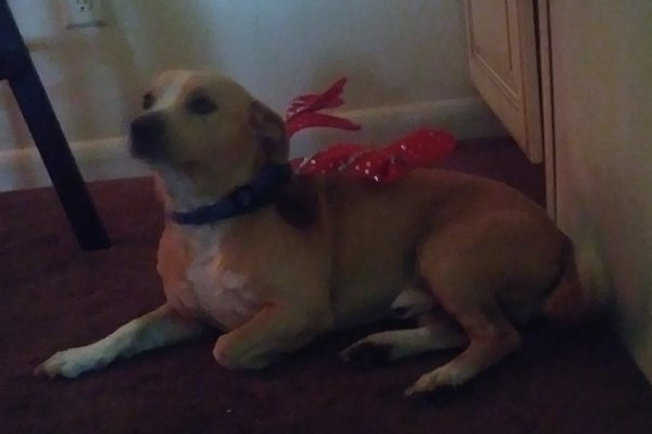 Safe Jack Russell Terrier in Jacksonville, FL
