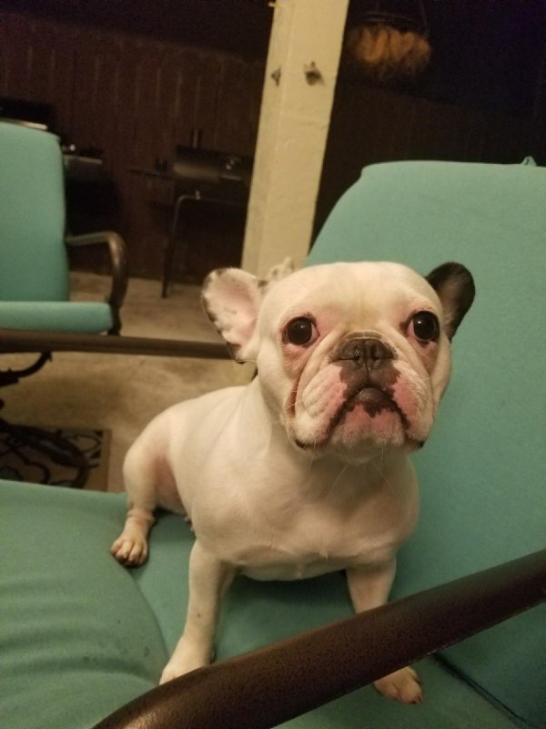 Safe French Bulldog in Miami, FL