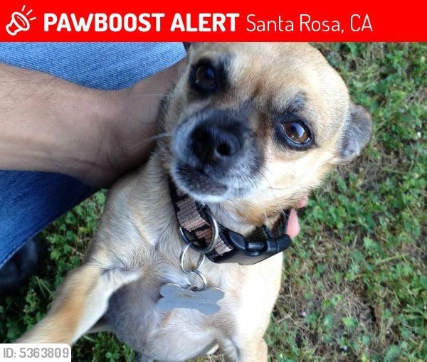 Safe Chihuahua in Santa Rosa, CA