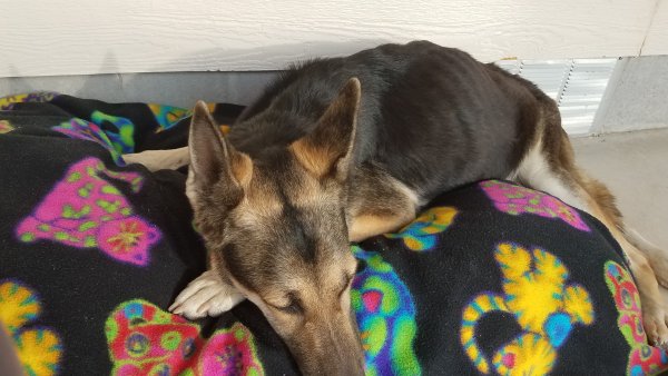 Safe German Shepherd Dog in Thermal, CA