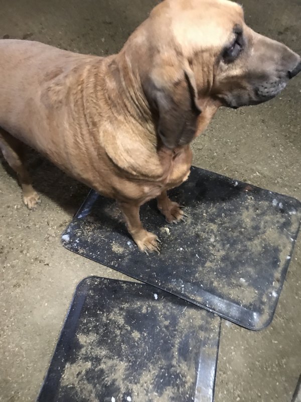 Safe Bloodhound in Las Vegas, NV