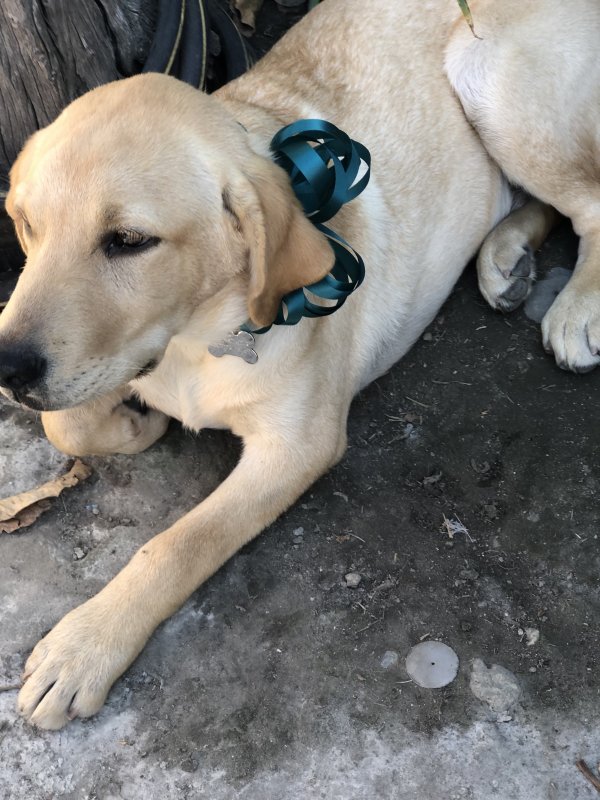Safe Labrador Retriever in Montclair, CA