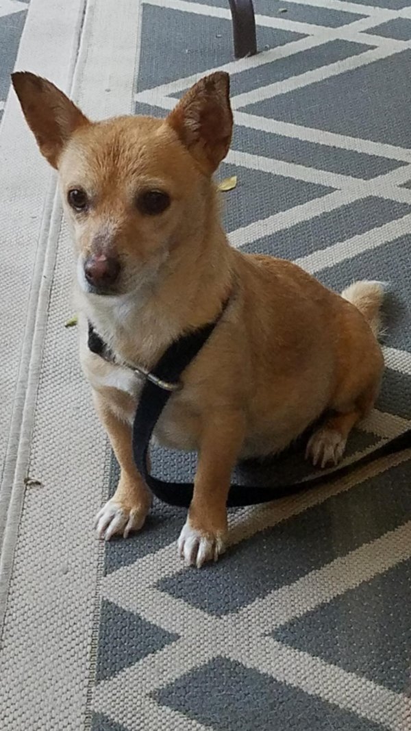 Safe Chihuahua in Torrance, CA