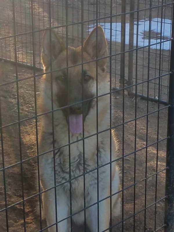 Safe German Shepherd Dog in Sun Valley, NV