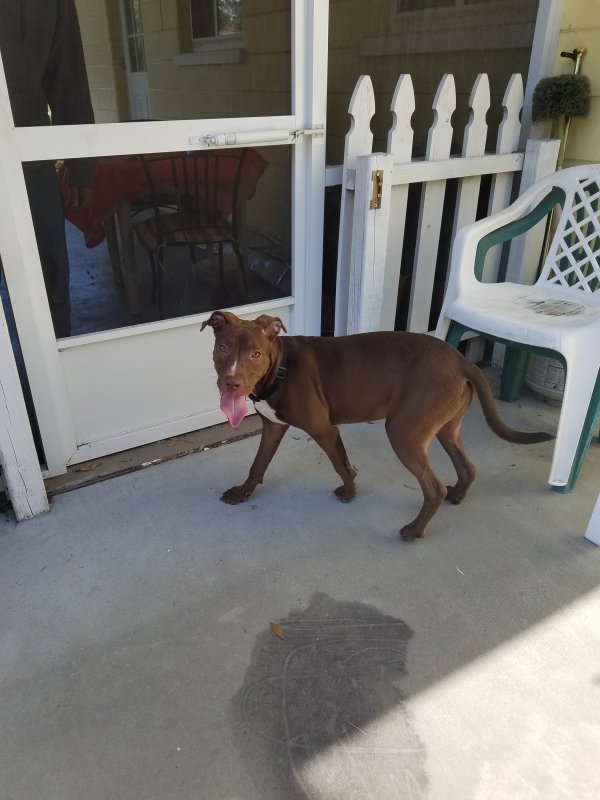 Safe Pit Bull in Clearwater, FL