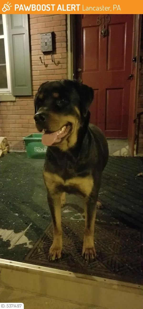 Safe Rottweiler in Lancaster, PA