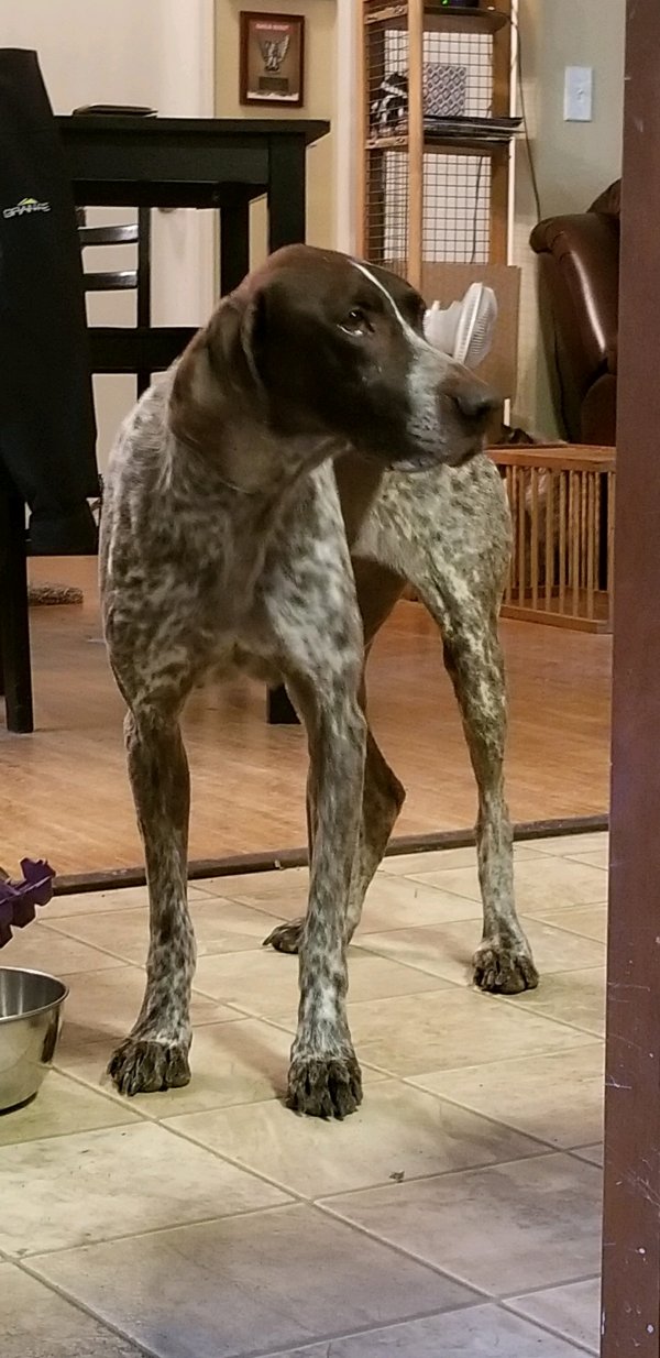 Safe German Shorthaired Pointer in Scotts Mills, OR
