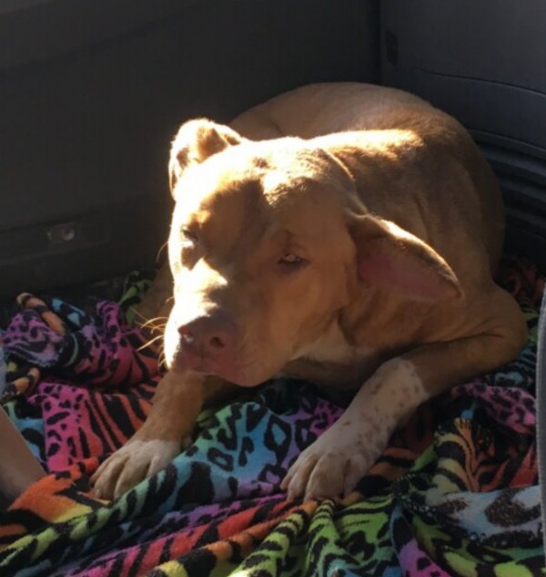 Safe American Staffordshire Terrier in Kemp, TX