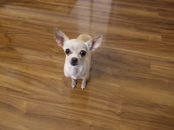 Safe Chihuahua in Beaumont, CA