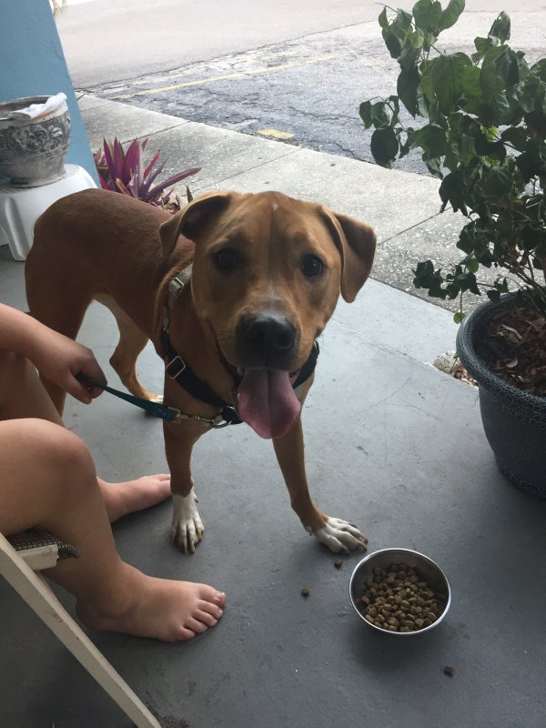Safe Dog in Largo, FL