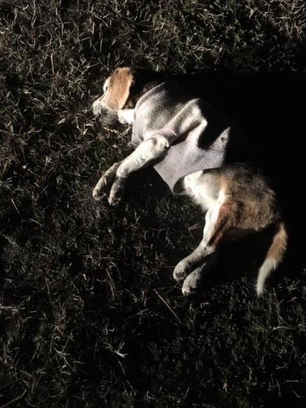 Safe Beagle in Laurel, DE