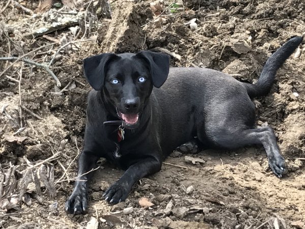 Safe Labrador Retriever in Cincinnati, OH