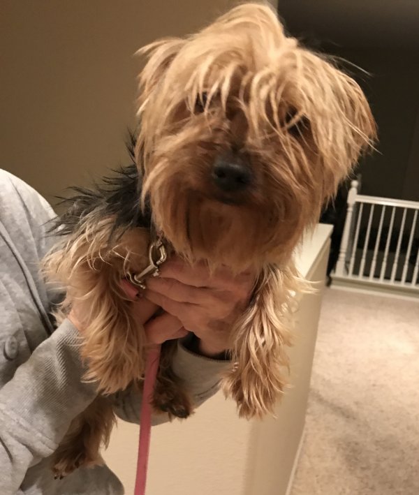 Safe Yorkshire Terrier in Palmdale, CA