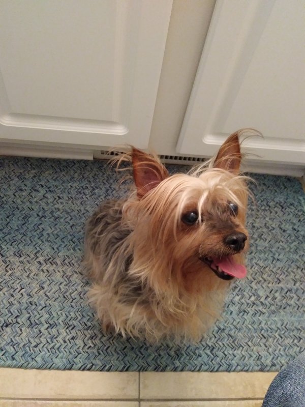 Safe Yorkshire Terrier in Cary, NC