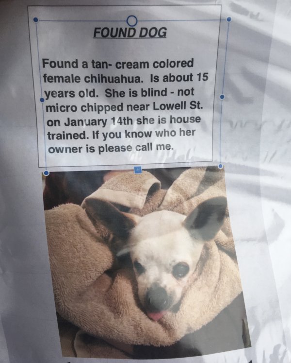 Safe Chihuahua in Santa Ana, CA