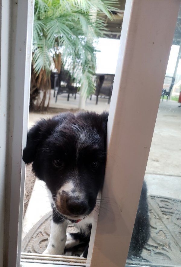 Safe Border Collie in Bakersfield, CA