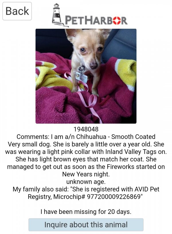 Safe Chihuahua in Fontana, CA