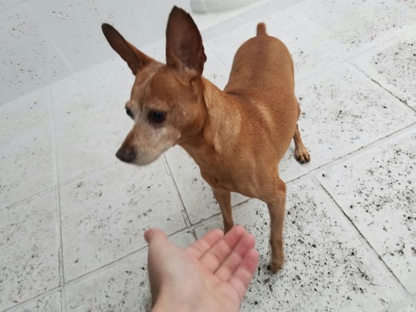 Safe Chihuahua in Miami, FL