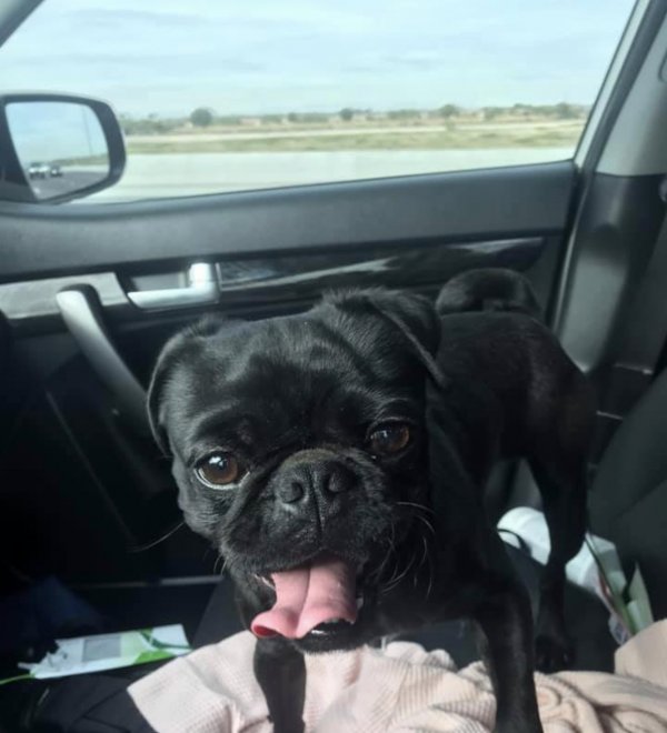 Safe French Bulldog in Buckeye, AZ