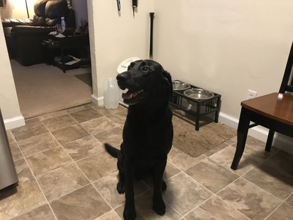 Safe Labrador Retriever in Benicia, CA