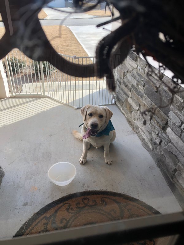 Safe Labrador Retriever in Dallas, GA