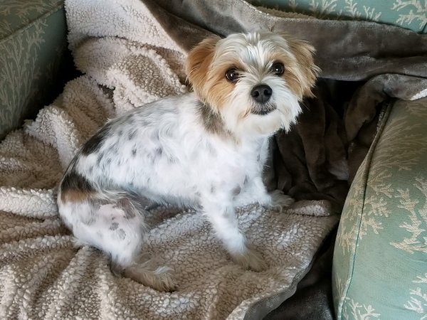 Safe Yorkshire Terrier in Boyd, TX US