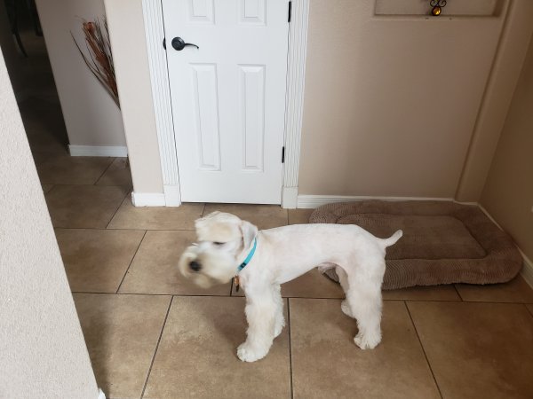 Safe Soft Coated Wheaten Terrier in El Paso, TX US