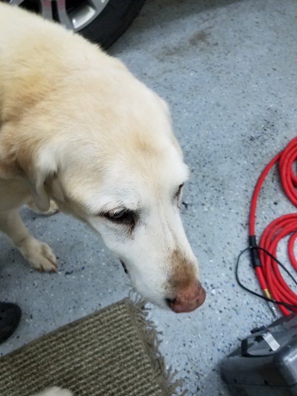 Safe Labrador Retriever in Puyallup, WA