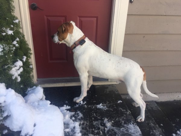 Safe Dog in Lynnwood, WA