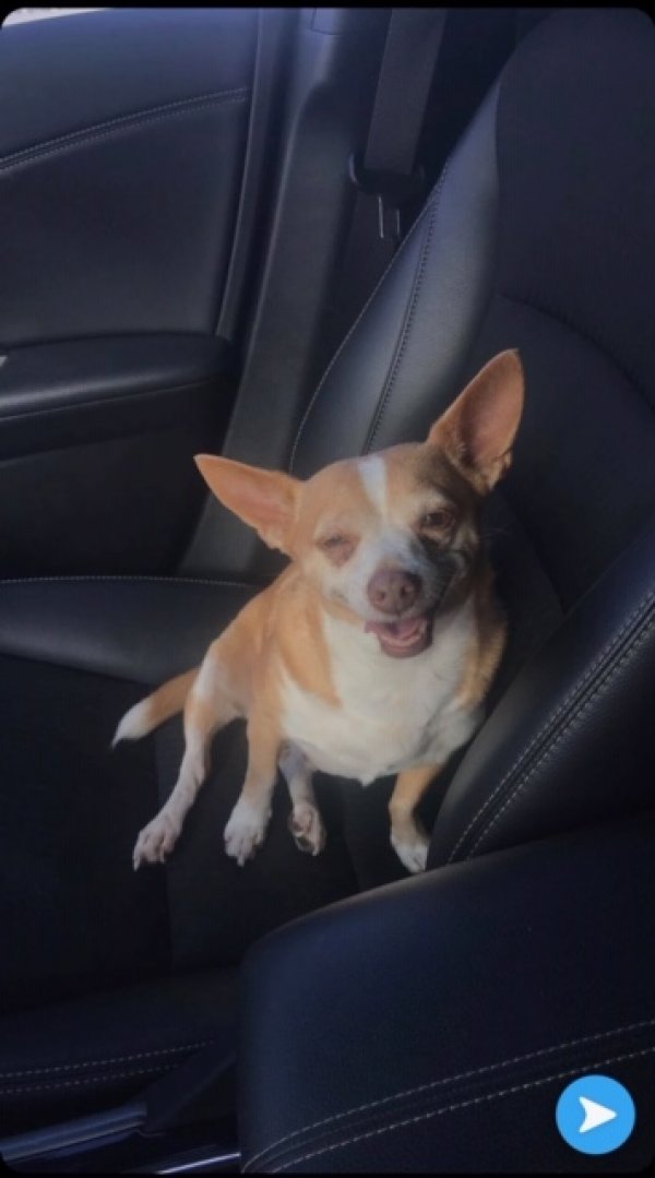 Safe Chihuahua in Palm Bay, FL