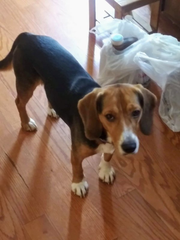 Safe Beagle in Clinton, MD