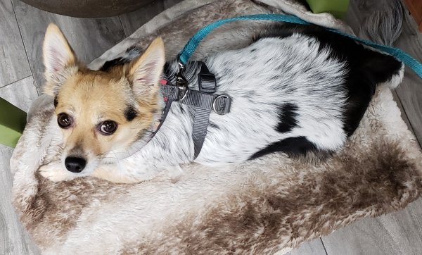 Safe Chihuahua in Sherman Oaks, CA