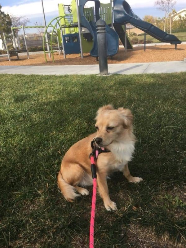 Safe Chihuahua in Valencia, CA